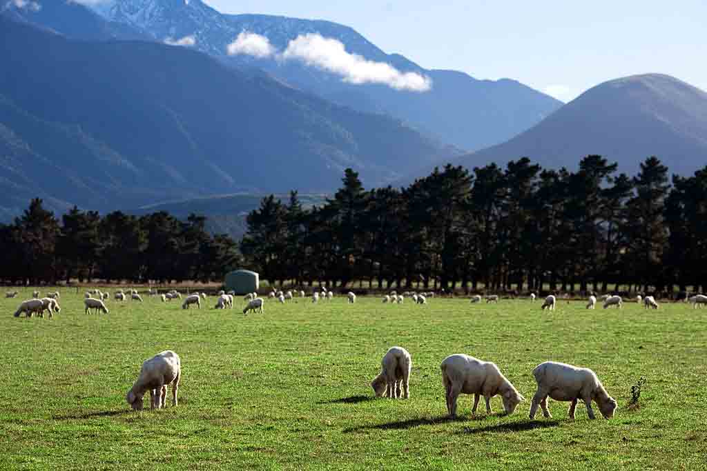 New Zealand farming gear