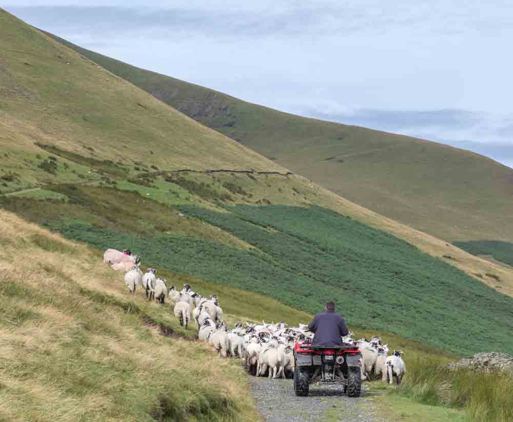 Man on a quad bike herding sheep